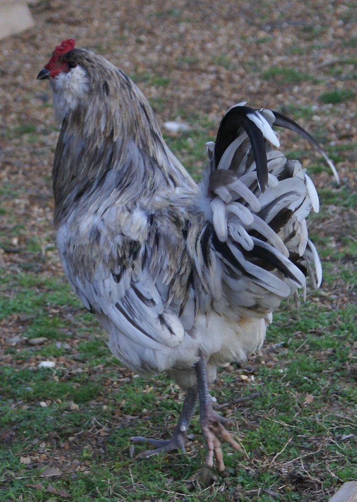 blue splash Ameraucana rooster Isn't he Needs a … Flickr