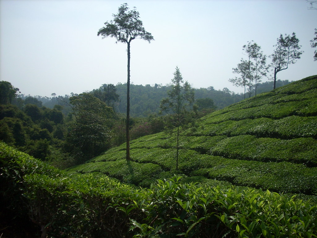 DSCN2318 Tea gardens on the slopes of Wayanad Rejoyce Jose Flickr