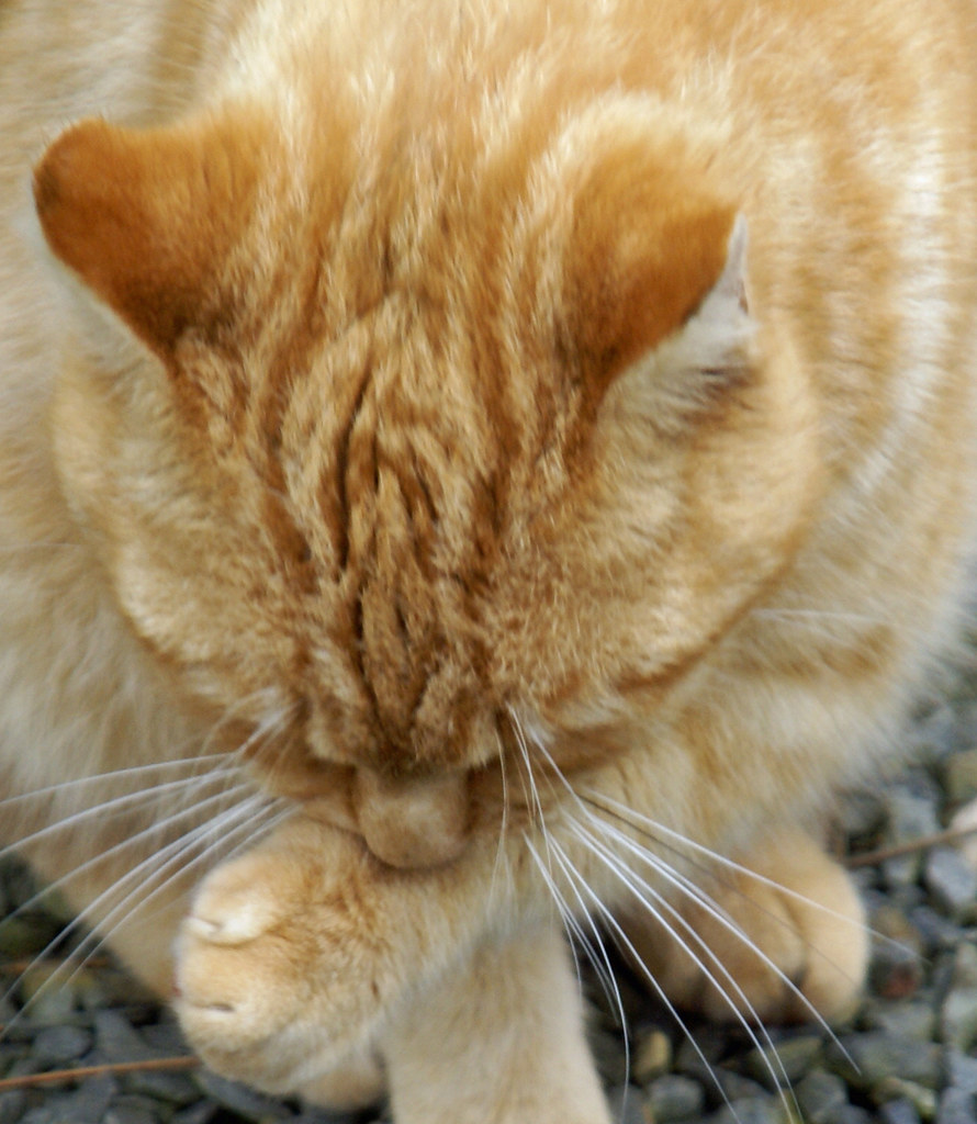 Ginger grooming Caroline Flickr