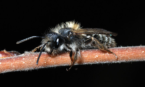 Blackbee | Janne | Flickr