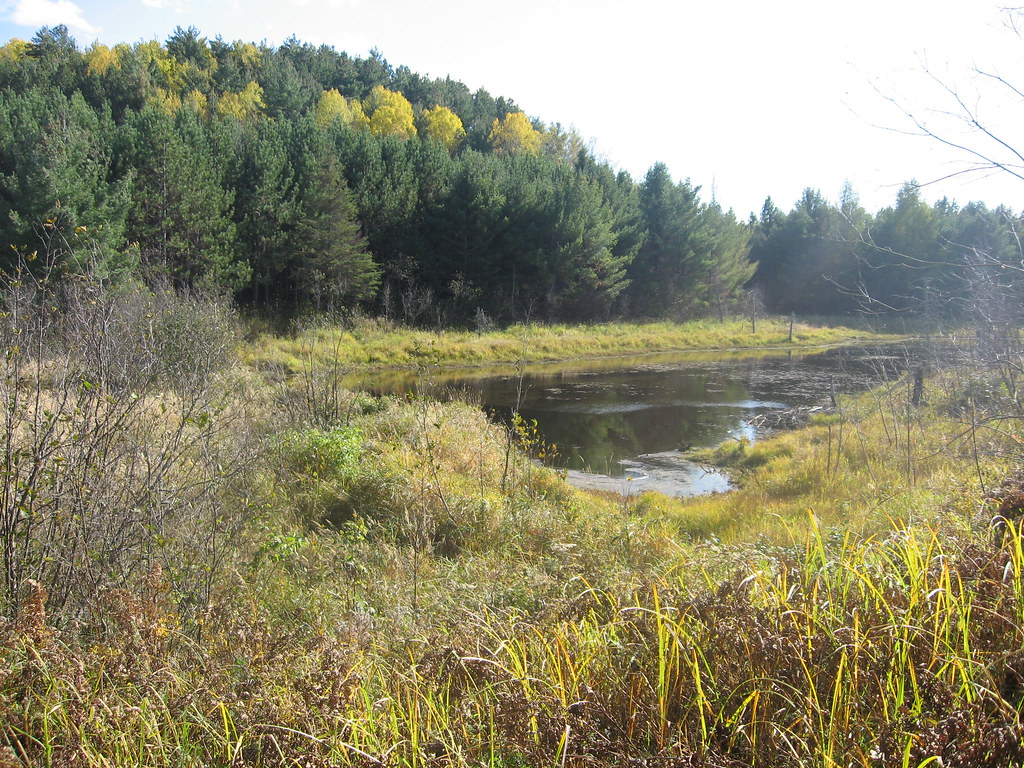 Beaver pond Padraic Flickr