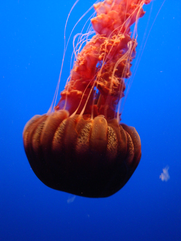 DSC26402Black Sea Nettles Black Sea NettlesThis giant je… Flickr
