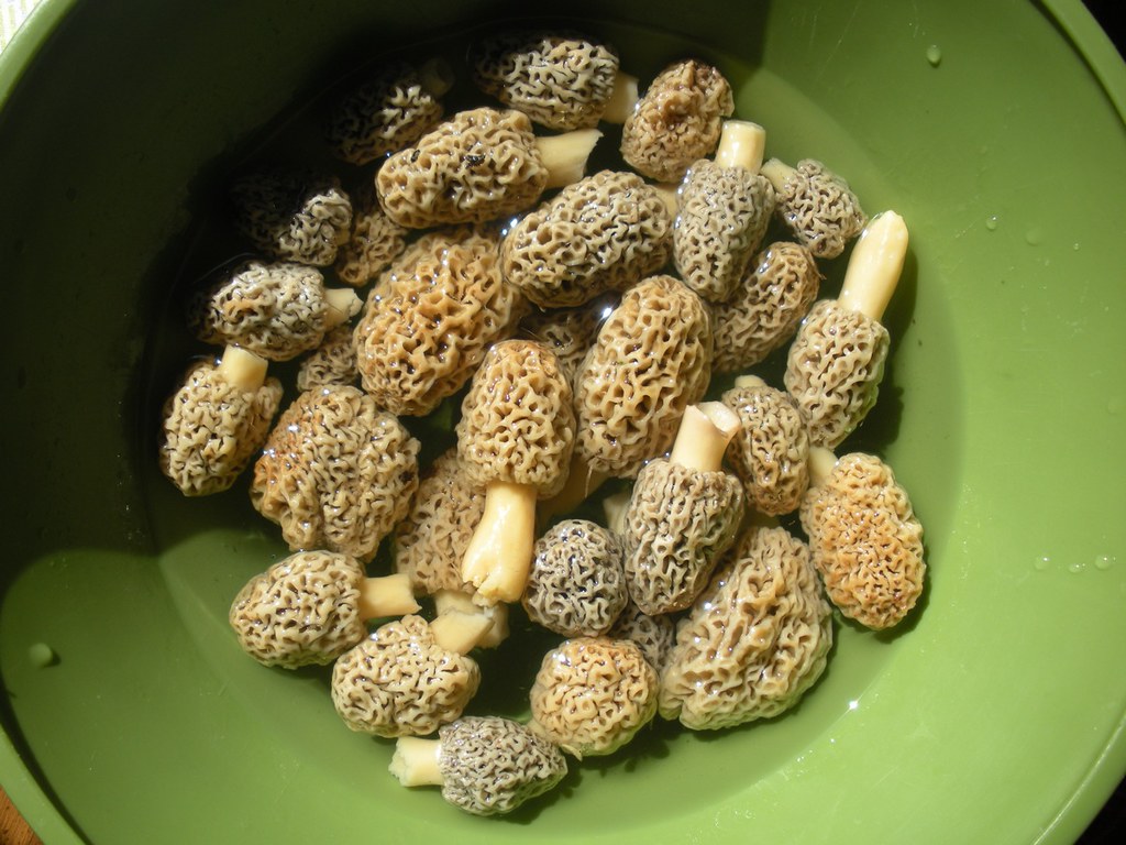 Ohio Morels April 11, 2009 Ohio Morels April 11, 2009 … Flickr