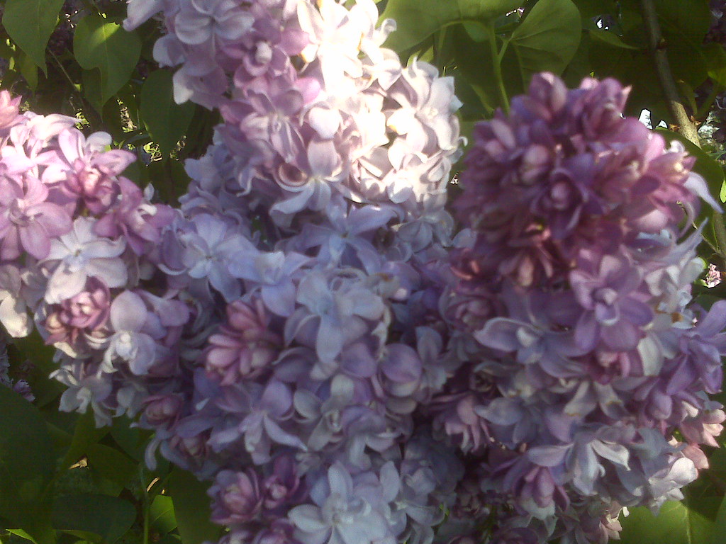 Lilacs in bloom Lilac Festival, Highland Park, Rochester, … erin(h