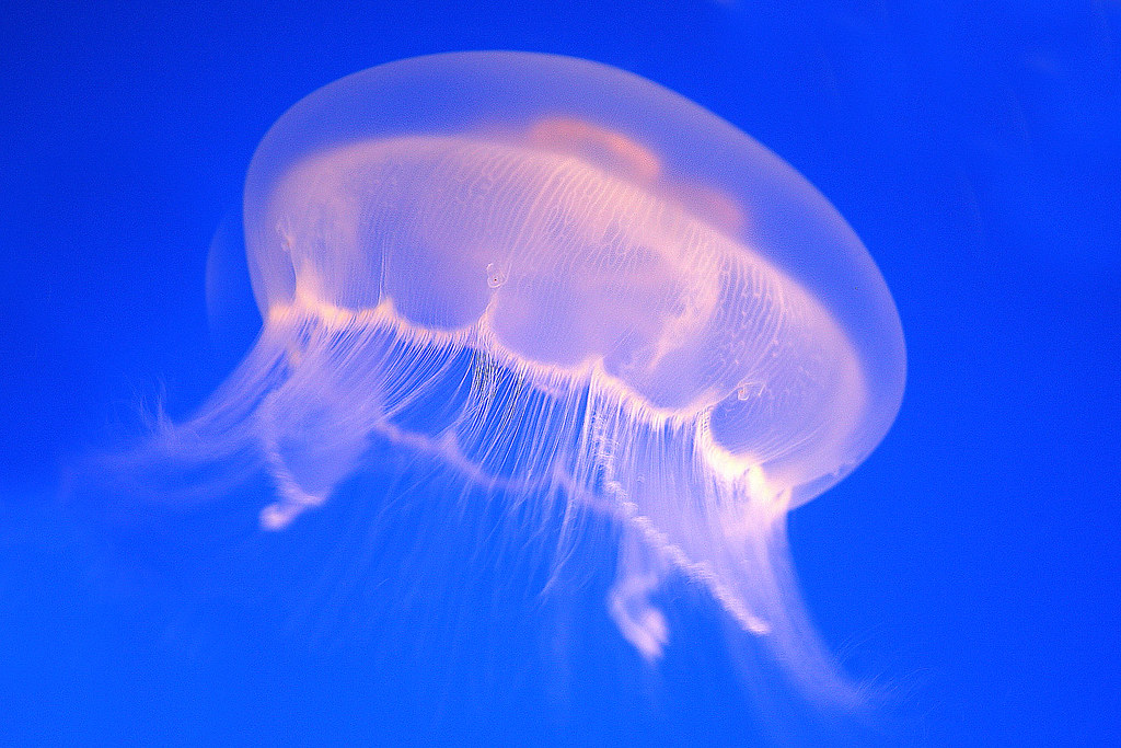 Aurelia jellyfish Aurelia is a genus of scyphozoan jellyfi… Flickr