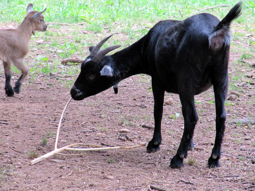 Goat Chewing a Stick frailamerica Flickr
