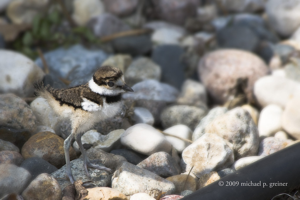 IMG_killdeer chick 1 day old © Killdeer chick just hours a… Flickr