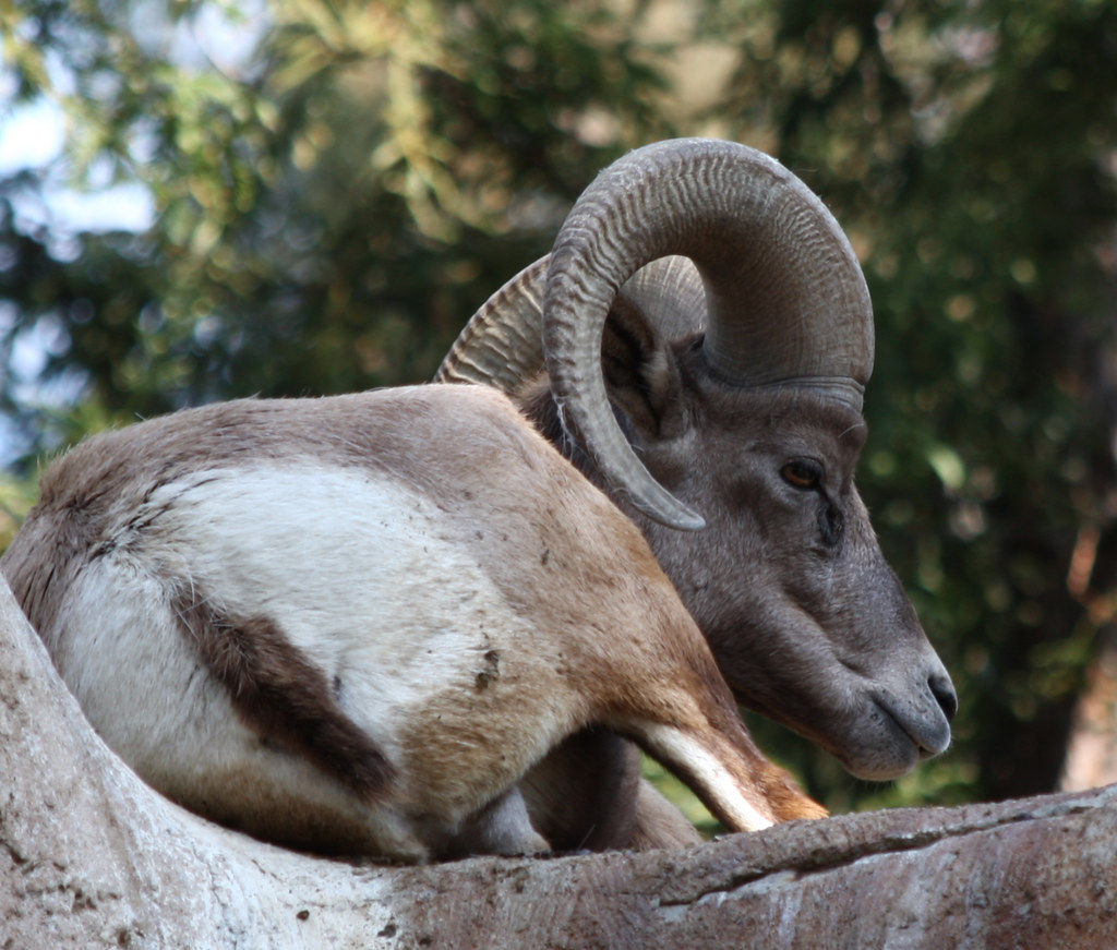 Rocky Mountain Sheep Stowe Flickr