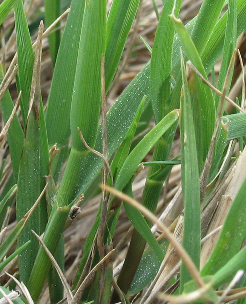 Salt Grass (Distichlis spicata) Closeup Poaceae Bullhead… Flickr