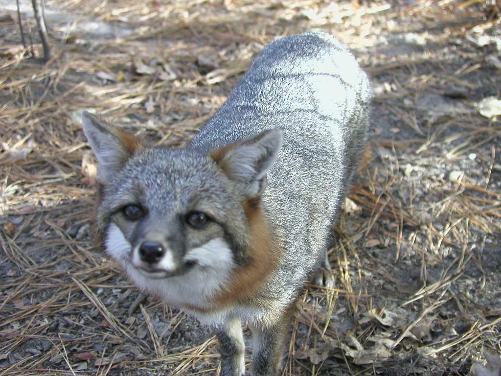 Fox Virginia Living Museum Flickr