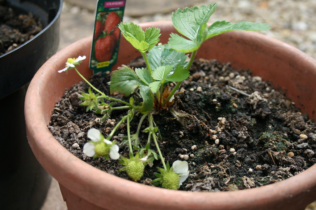 h 187 strawberry plants Onion Bunny Flickr