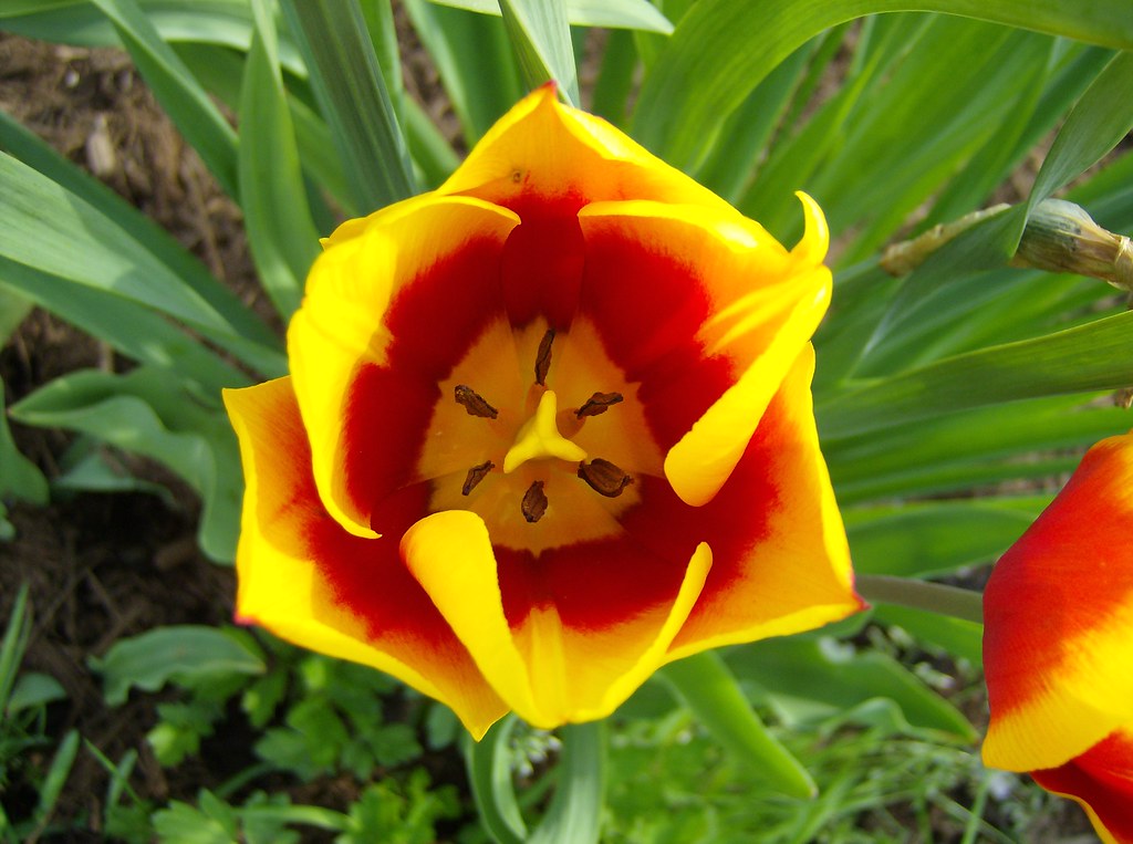 Delaware Park Flowers 12 Oh neat! William Landroche Flickr