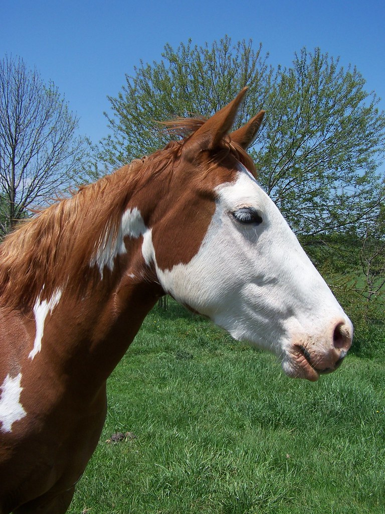 Emmy Emmy is a registered sorrel overo paint horse with 2 … Flickr