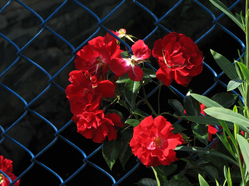Red Flowers Vibrant red flowers, bridge of Flowers Shelbur… Flickr