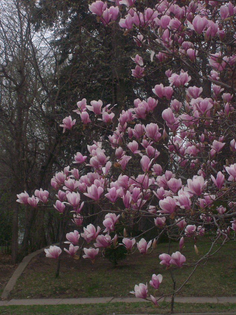 Magnolias Magnolias bluekdesign Flickr