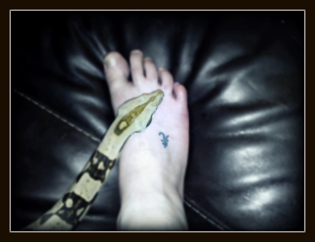 Boa Constrictor Kane posing next to my tattoo! Laura Thomson Flickr