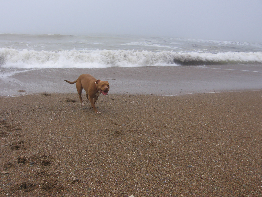Dog Beach Dog Beach on the Ocean Trails by Trump National … Flickr