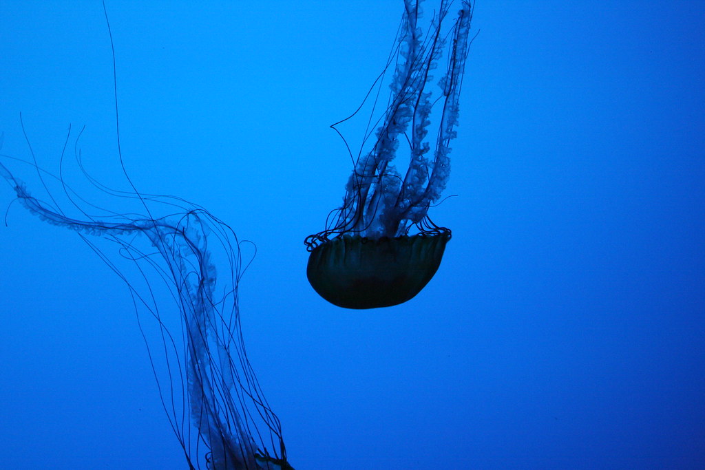 Jelly Jellyfish display at the Boston Aquarium. fourtaylor Flickr