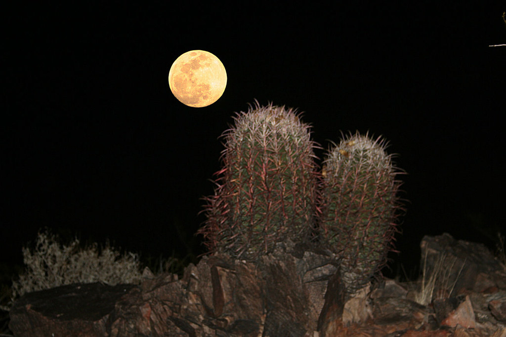 Full Moon and Cactus in Arizona supermoe (Alan Moditz) Flickr