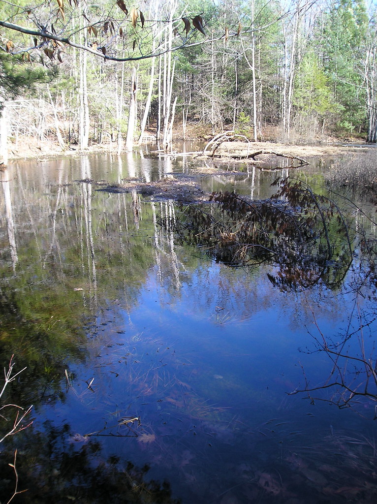 Frog Pond Came accross another pond about a mile down the … Flickr