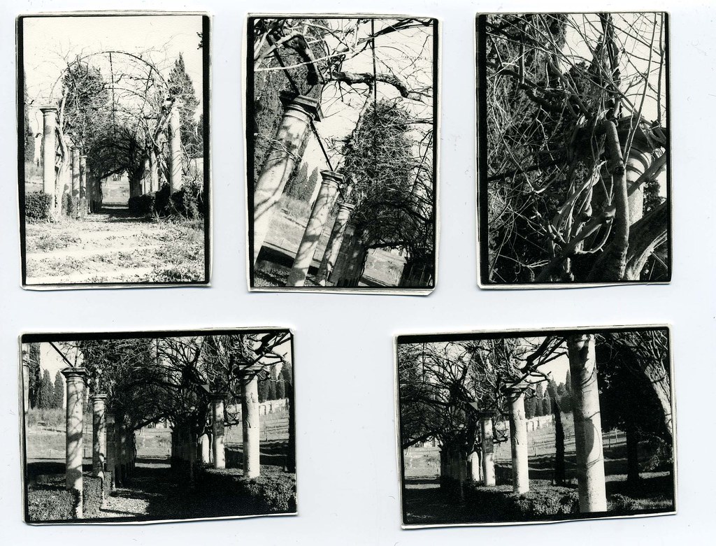 bramble on the nyu campus villa natalia in florence italy.… Flickr