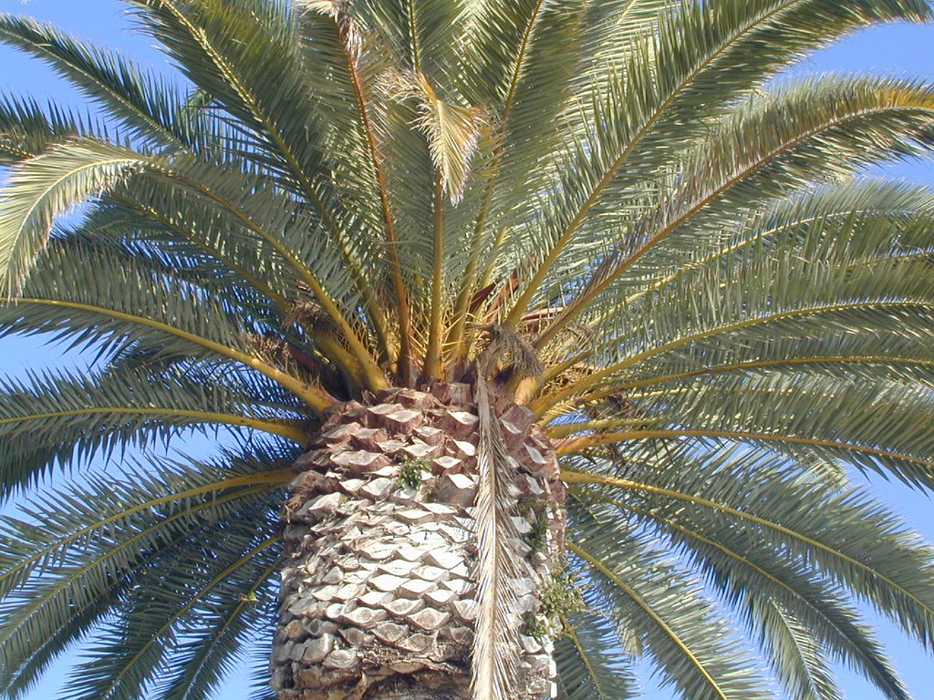 San Diego Palm A palm tree near the San Diego Airport. Lance