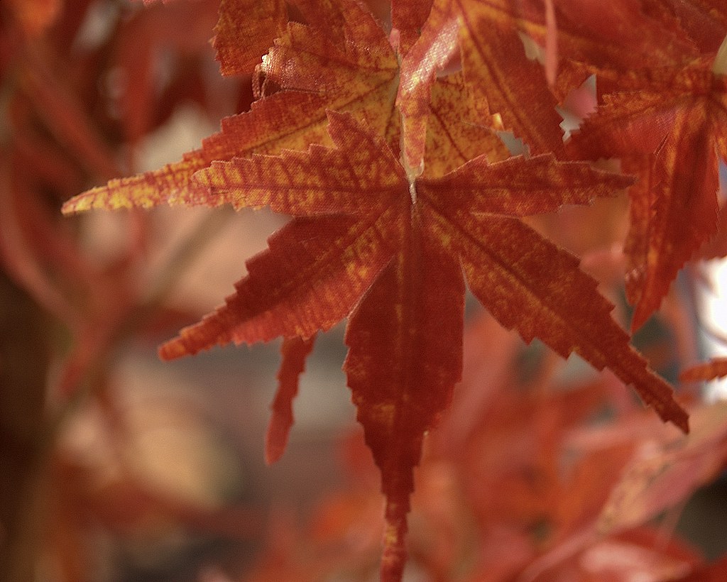 sterile fake plastic tree...soundtrack by Radiohead...… Flickr