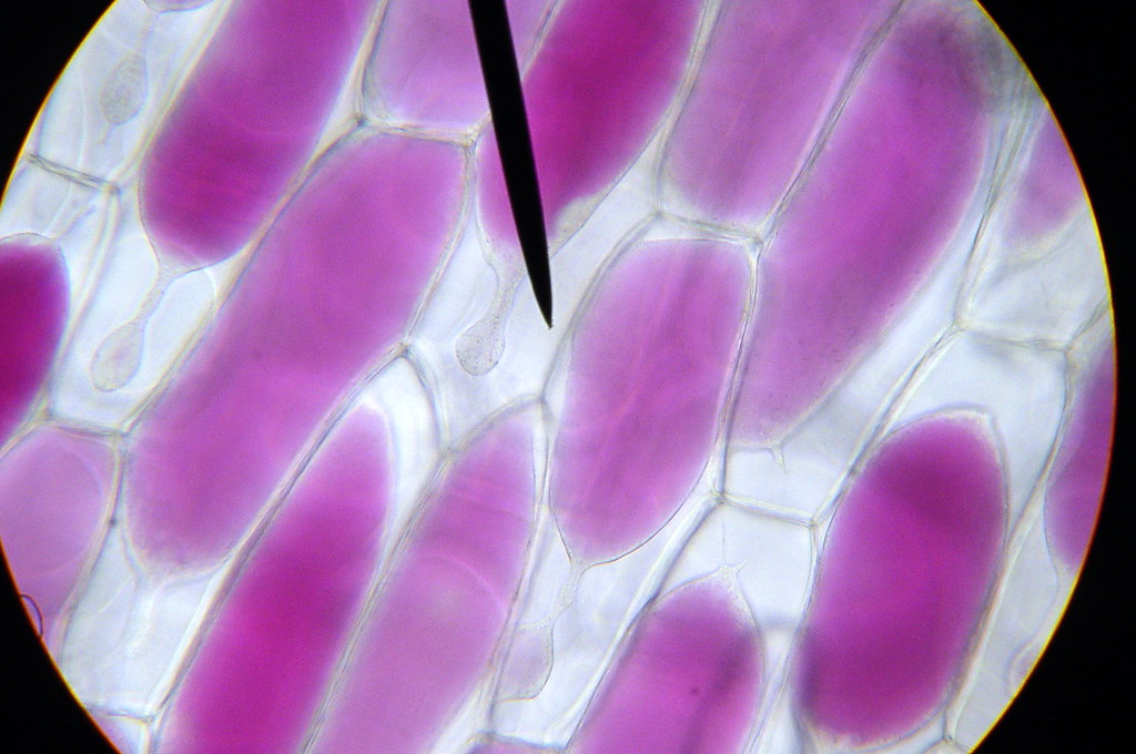 Onion Cells Ditilled Water After Salt Solution biopocketgopher Flickr