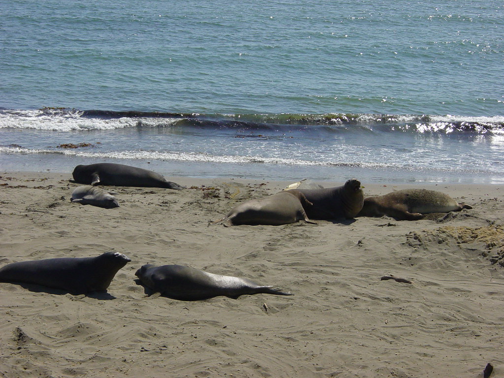 Elephant Seals The elephants seals were a brief, but amazi… Flickr