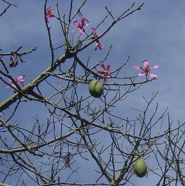 kapok tree, showing nearmature fruit Taken next to a mall… Flickr