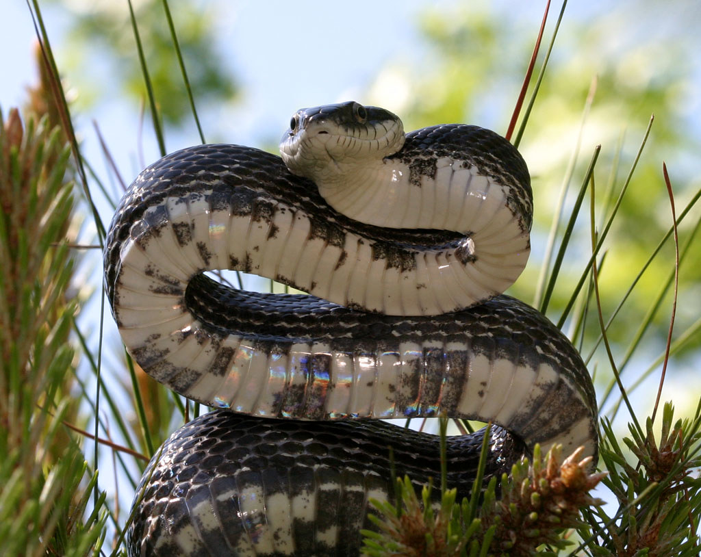 Black Rat Snake Black Rat Snake, Chatham County, North Car… Flickr