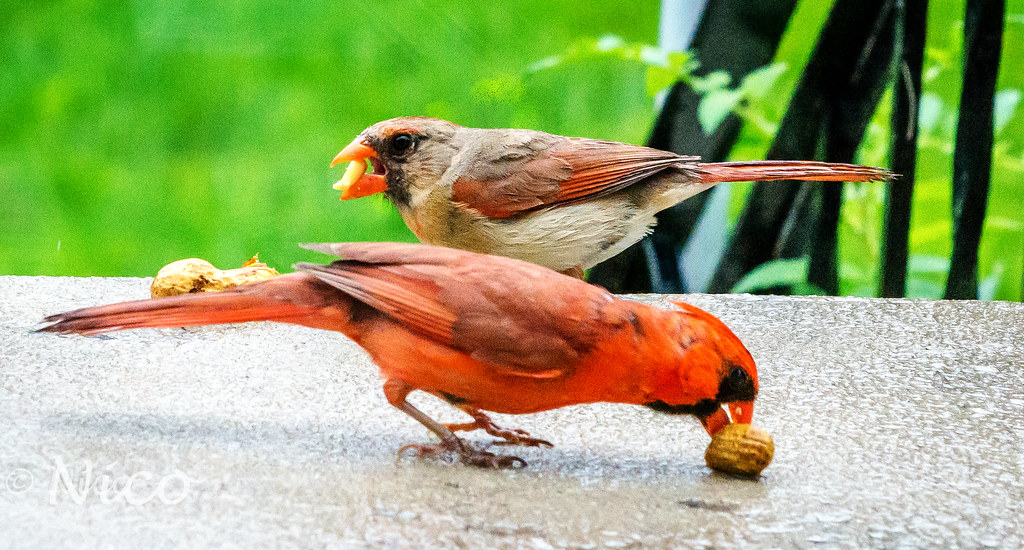 Cardinal showing son how to eat peanuts. Cardinal montre s… Flickr