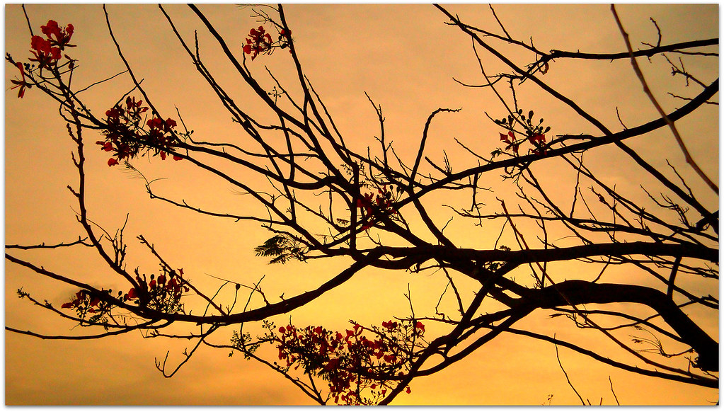 Fire Blossoms Fire blossoms in partial bloom... a.m.medina Flickr