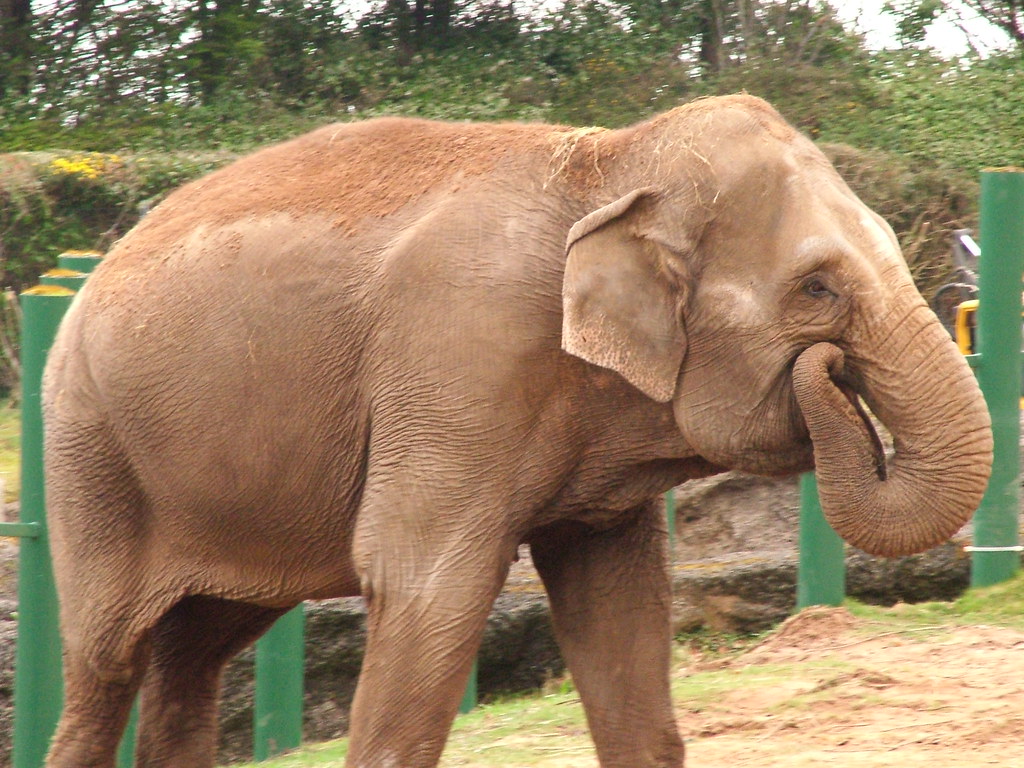 Day 76 Elephant at Belfast Zoo SeetheWoods Flickr