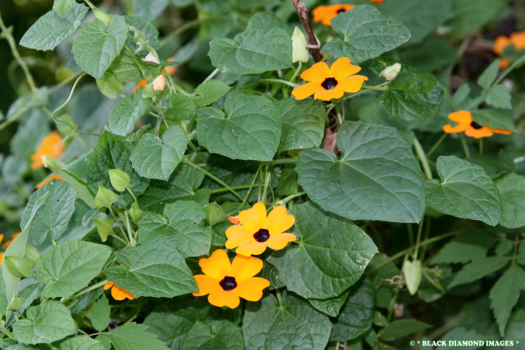 Thunbergia alata Blackeyed Susan (Invasive Species) Flickr