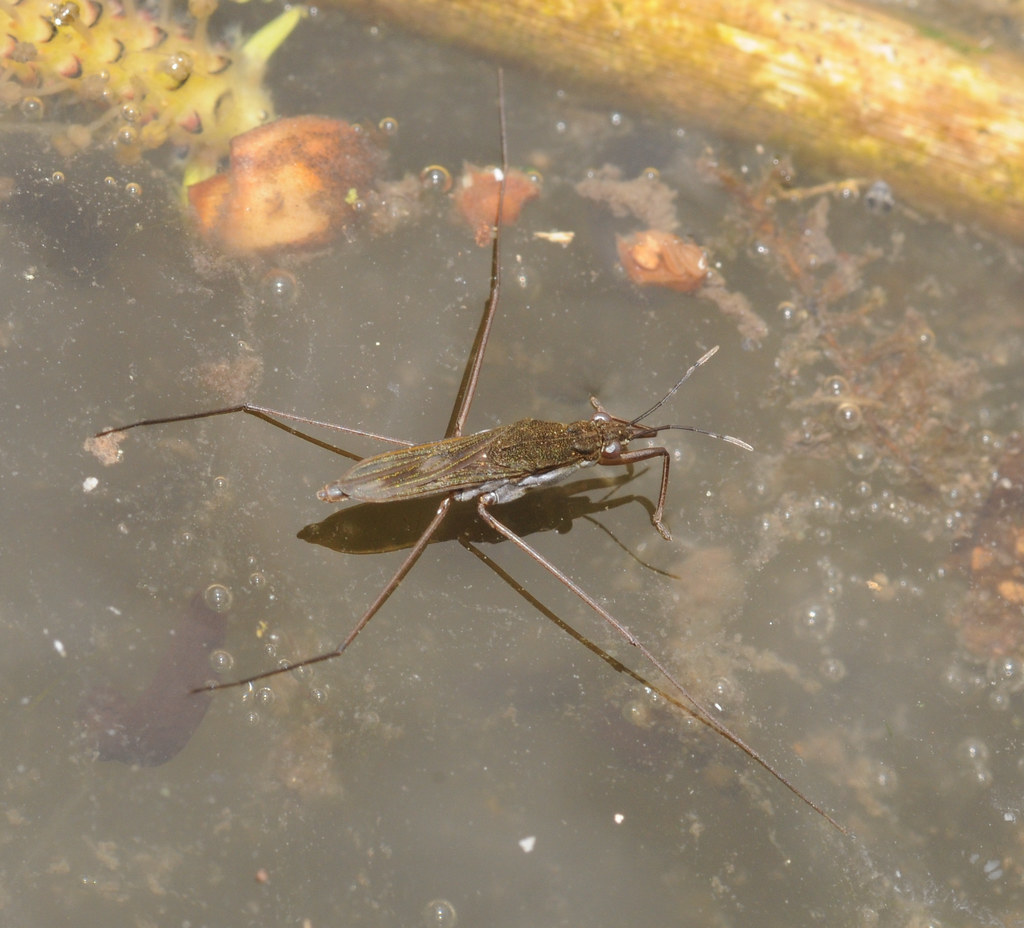 Gerris Gerris Thomas Bresson Flickr