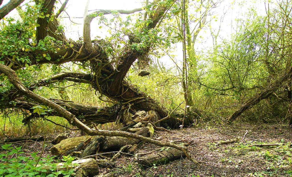 Wildlife Trusts, Norwood Road March Camb's UK.196a Flickr