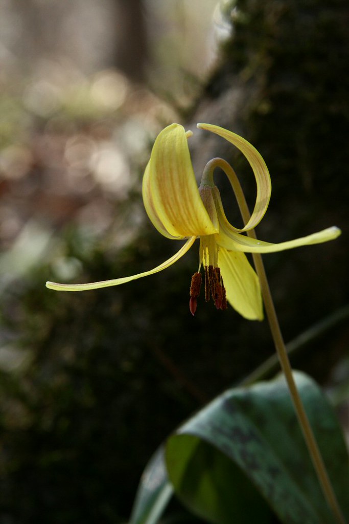 Hiding By a Tree Wolf Creek is known for its trout lilies,… Flickr