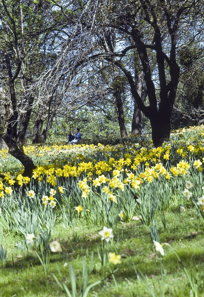 Daffodil Hill2 Daffodil Hill is in a beautiful alpine sett… Flickr