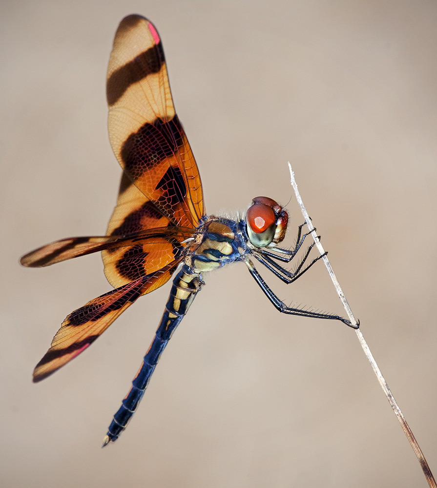 Halloween Pennant Dragonfly a photo on Flickriver