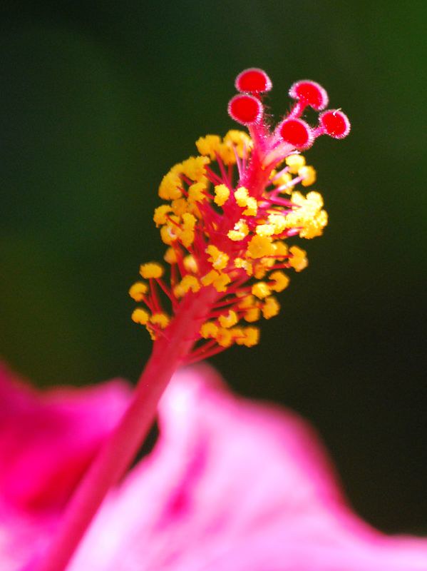 Details 48 flor de cayena en ingles Abzlocal.mx