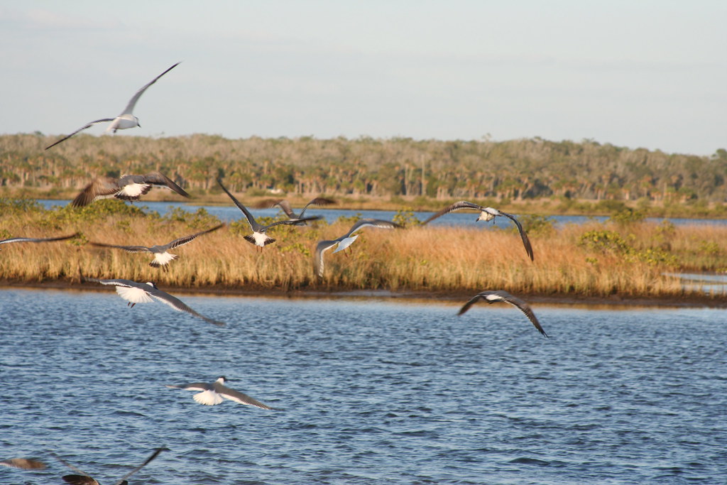 Pine Island Pine Island is a Beach in Hernando County Flor… Richard