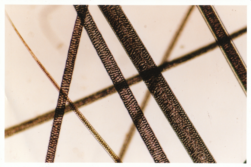 Hair under microscope Microscopic view of animal hair Flickr