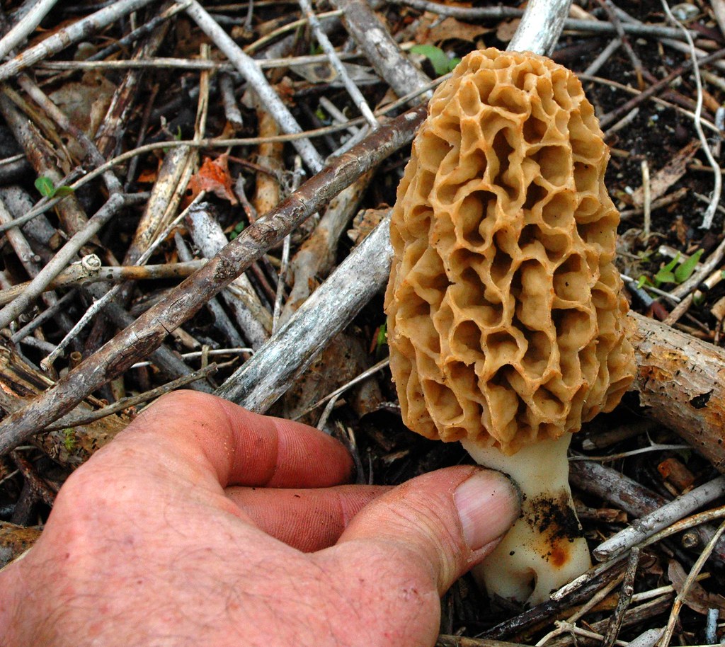 Morels in New York City…..In Two Days I picked Fifty Pound… Flickr