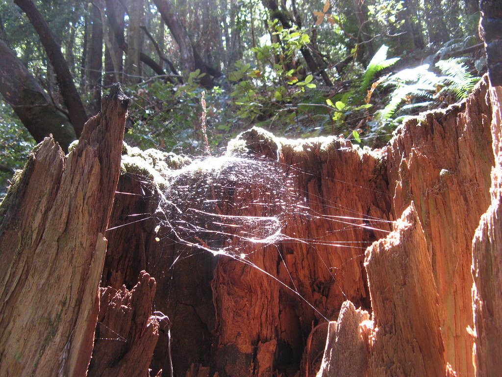Spider webs in a tree stump Along the Raymundo Trail Flickr