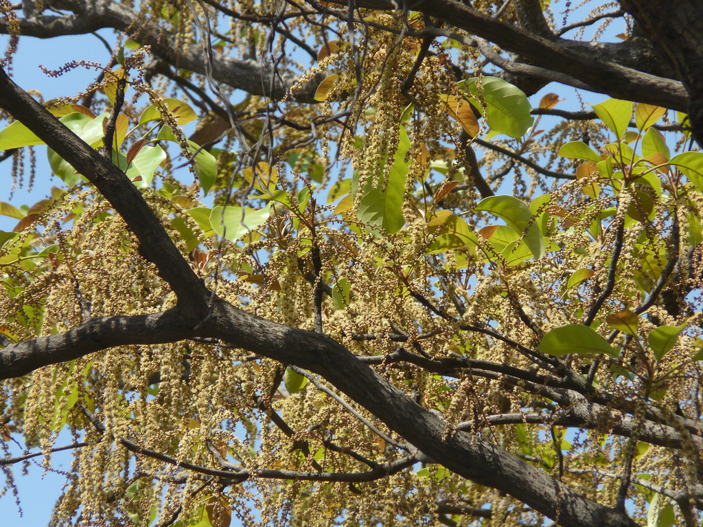 Tanri (Tamil தான்றி) Combretaceae (rangoon creeper family… Flickr
