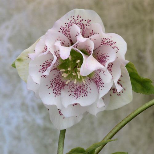 nenaghtipperaryrareplantsnursery Field of Blooms Lisna… Flickr