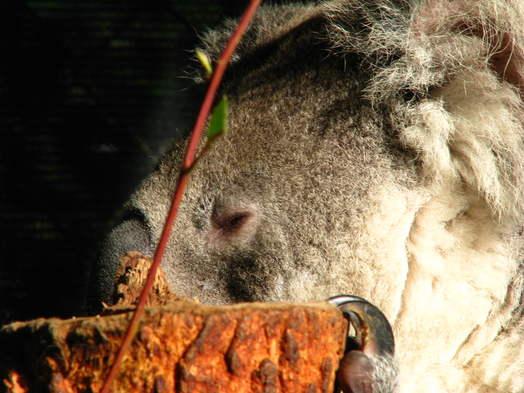 Stoned Koala A very sleepy Koala. Koalas only eat Eucalypt… Flickr