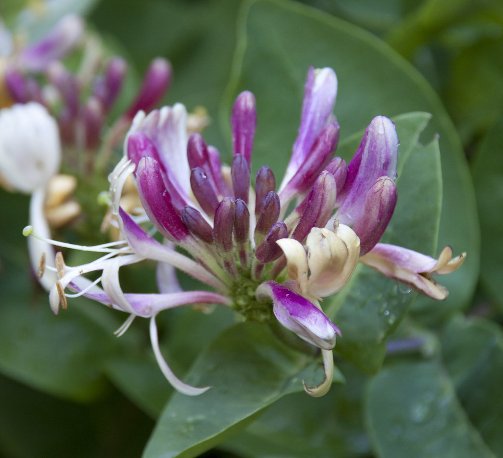 Honeysuckle The Honeysuckle has taken over the back of the… Flickr