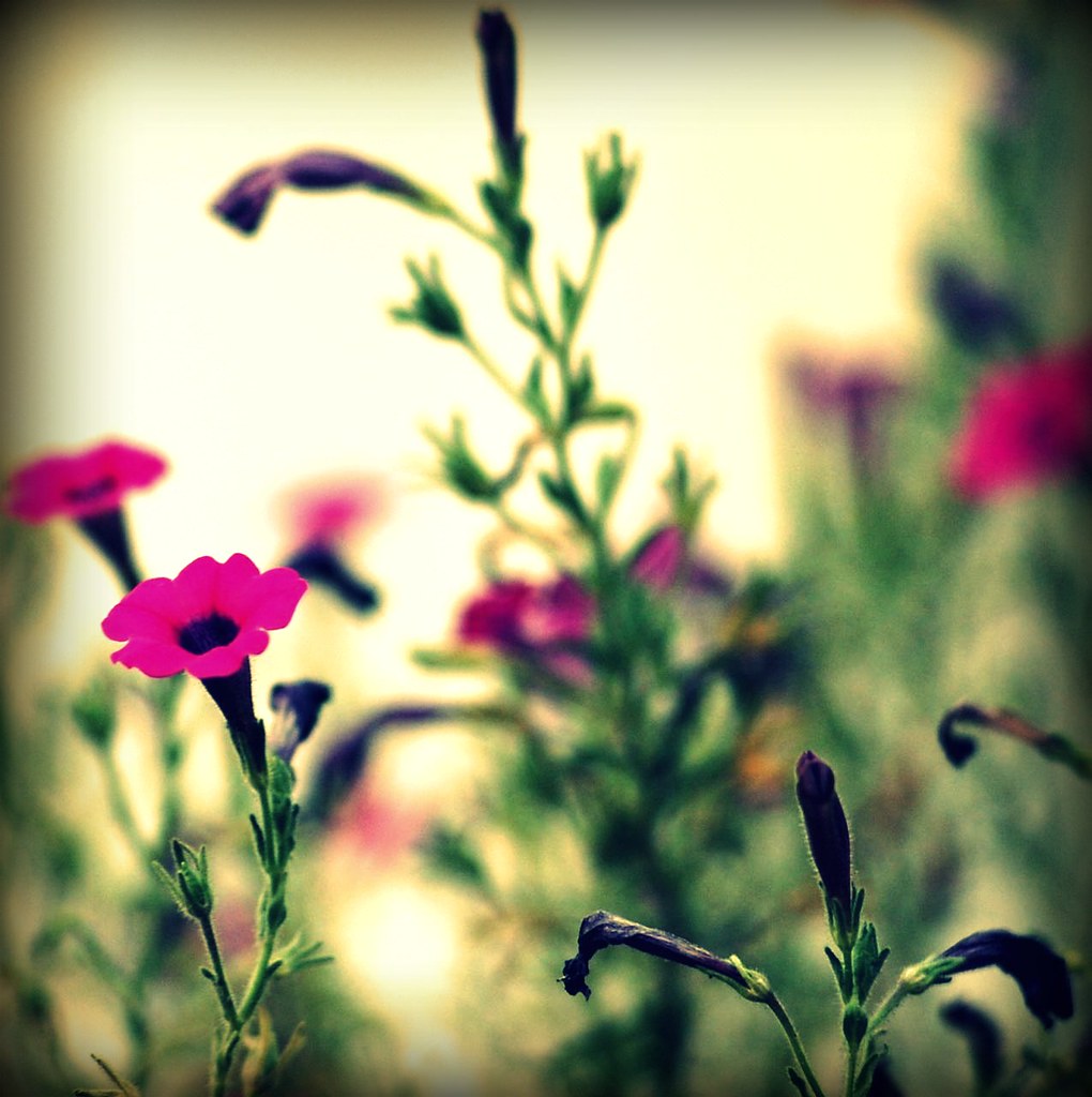 And this same flower that smiles today tomorrow will be dy… Flickr